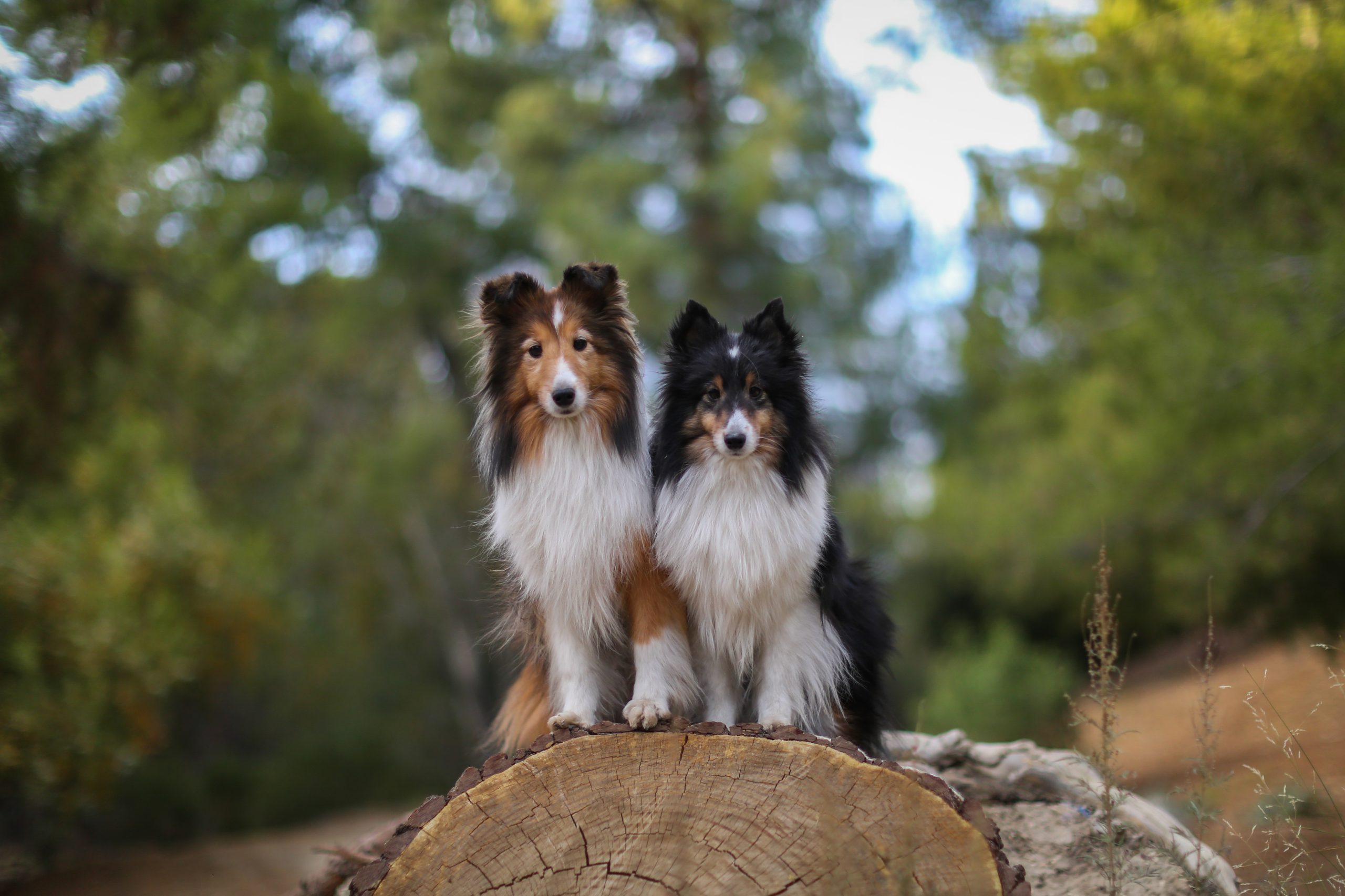 Dogs