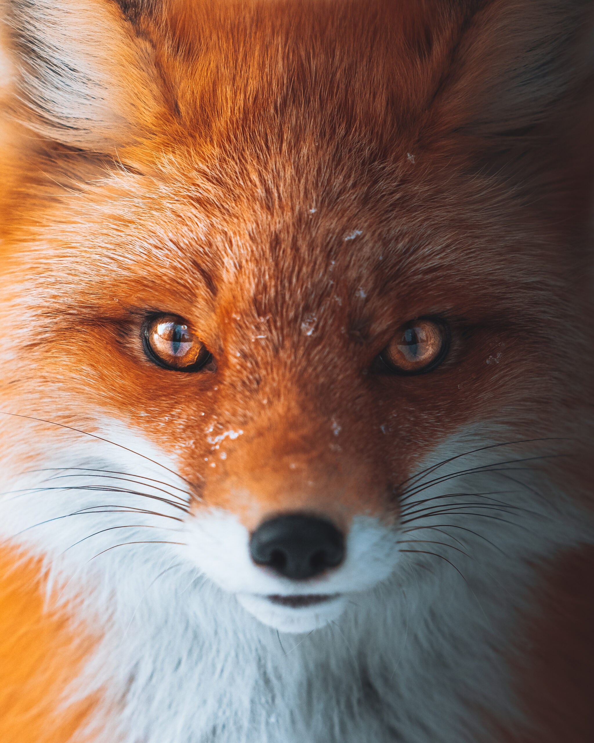 fox